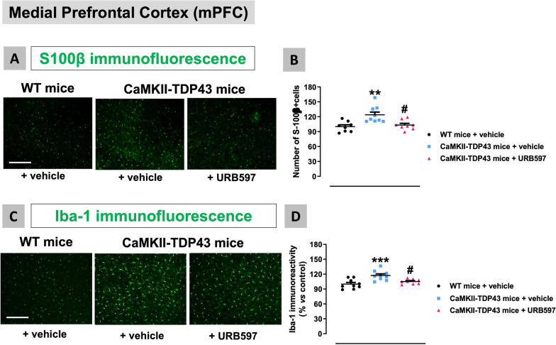 Data of S100β (number of positive cells; panels A,B) and Iba-1 (immunoreactivity levels; panels C,D) immunofluorescence in the mPFC of FTD and wildtype male mice at PND90 after a chronic treatment with URB597 or vehicle, including representative microphotographs (panels A,C) for each genotype and treatment (scale bar = 50 μm). Details in the text. Data were expressed as means ± SEM and were analysed by one-way analysis of variance followed by the Bonferroni test (**p < 0.01, ***p < 0.005 versus wildtype mice treated with vehicle; #p < 0.05 versus FTD mice treated with vehicle)