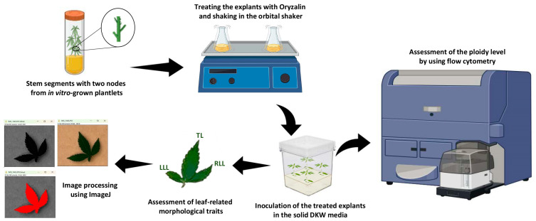 Schematic representation of the experimental methodology for in vitro tetraploid induction in cannabis, assessment of ploidy level, and measurement of leaf-related morphological traits. The scheme was created using BioRender.com.