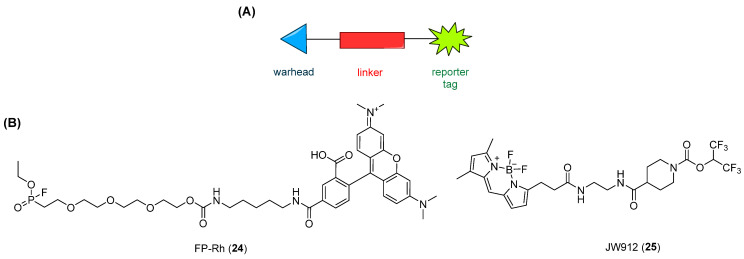 (A) General structure of an ABP: warhead (blue triangle), linker (red rectangle), and the reporter tag in green. (B) Structures of FP-Rh (24) and JW912 (25).