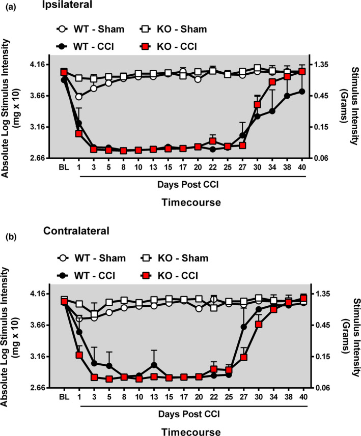 Characterization of length and severity of bilateral allodynia in CB1R (−/−) and (+/+) mice. Characterization of length and severity of bilateral allodynia in CB1R (−/−) KO and (+/+) WT mice. (a, b) Mice developed and maintained CCI‐induced allodynia regardless of functional CB1R copy number. Before surgical manipulation, all experimental groups exhibited similar ipsilateral and contralateral BL thresholds. CCI surgery produced significant bilateral allodynia at day 5 post‐CCI through day 27 post‐CCI compared to sham‐treated animals. Data reflect mean ± SEM, n = 7 mice per group for all groups except n = 6 within the KO‐Sham group