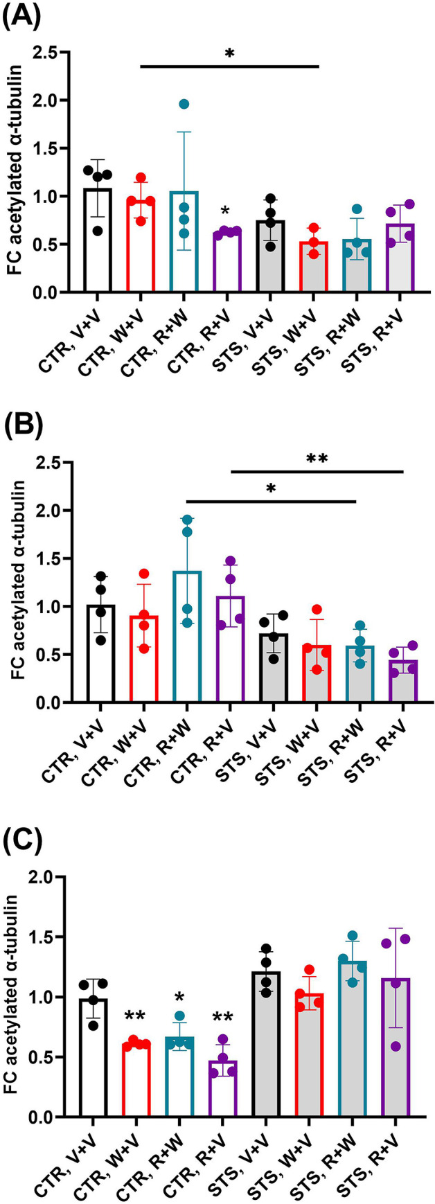 Psychosocial stress and cannabinoid drugs alter acetylation of α-tubulin at K40 in distinct brain regions.(A) We found a significant reduction of tubulin acetylation in the hippocampus from control animals following R+V treatment, and in stressed animals following W+V treatment compared to their matched controls (CTR, V+V and CTR, W+V, respectively). No significant changes were observed in stressed animals compared to controls or in stressed animals treated with drugs. The dots represent the average values of the relative amount of acetylated-α-tubulin of all technical replicates for each biological replicate. (B) In the dorsal striatum, significant changes in tubulin acetylation were observed in stressed animals treated with either R+V or R+W when compared to their matched control groups. The dots represent the average values of the relative amount of acetylated-α-tubulin of all technical replicates for each of the four biological replicates. (C) In the cerebellum, the administration of cannabinoid drugs in controls caused a reduction in tubulin acetylation in comparison to controls subjected to V+V. The dots represent the average values of the relative amount of acetylated-α-tubulin of all technical replicates for each of the four biological replicates. Light grey bars represent the stress group. An * indicates significant differences between controls exposed to cannabinoid drugs and their respective V+V control group. Otherwise underlined * pointed out significant comparisons between stressed mice and their matched counterparts. CTR, control; STS, stress; V, vehicle; W, WIN55,212–2; R, rimonabant. One, two or three symbols indicate P < 0.05; P < 0.01, P<0.001, respectively.