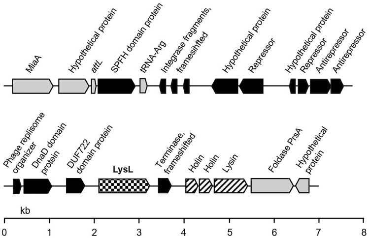 Location of the lysL gene in the defective prophage PLl460-1 and the flanking bacterial genes in L. lactis LAC460 chromosome. The encoded predicted proteins are shown above the genes. Bacterial genes are in light grey, putative phage genes in black, lysL gene in checker board pattern, and the phage lysis cassette genes, including two holins and a putative endolysin, in diagonal stripes. Several phage genes are non-functional, partial, or frameshifted pseudogenes