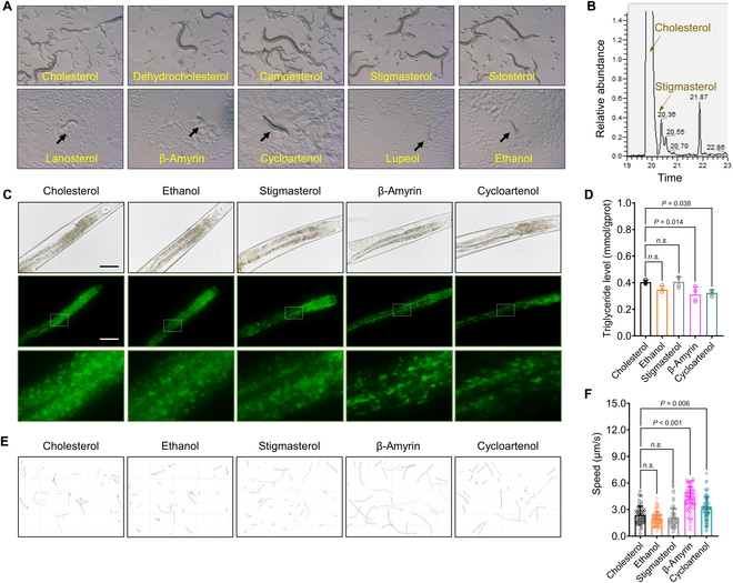 DMS suppresses cholesterol-depleted C. elegans growth but reduces fat accumulation and enhances locomotion in the presence of cholesterol. (A) DMS (lanosterol, β-amyrin, cycloartenol, and lupeol) fails to support the population growth in the third cholesterol-depleted generation of worms. (B) Cholesterol synthesis occurs in wild-type C. elegans when fed with 4-demethylsterol (stigmasterol) as analyzed by GC-MS analysis. (C) Dietary feeding of DMS in the presence of cholesterol reduces fat accumulation as indicated by lower GFP fluorescence intensity in worms carrying GFP-tagged lipid droplets (scale bar: 50 μm). (D) DMS treatment decreases triglycerides (TG) levels measured by using a TG assay kit. (E and F) Dietary feeding of DMS in the presence of cholesterol increases moving distance (E) and enhances moving speed (F) as analyzed by WormLab tracker software. Significant differences among 3 or more mean values were determined using one-way ANOVA with Tukey’s multiple comparisons test.