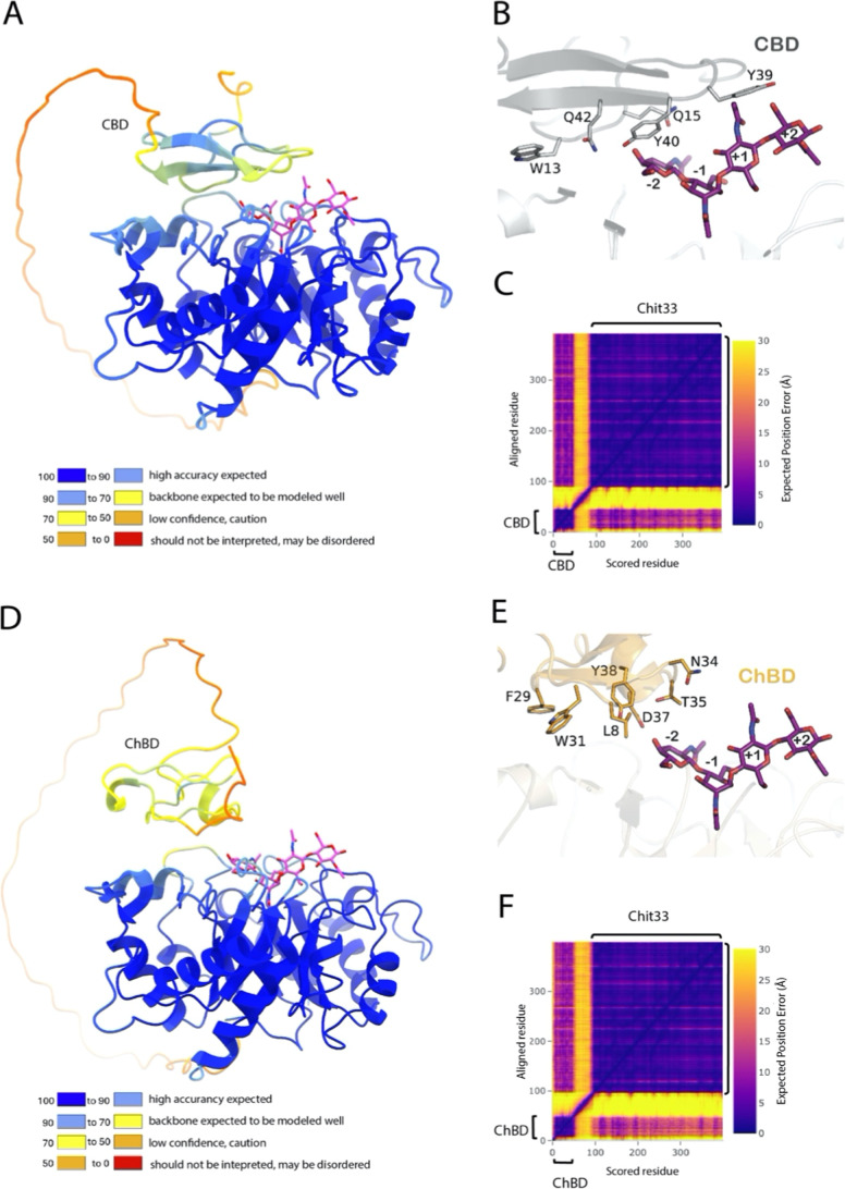 Models of the Chit33-CBD (A) and Chit33-ChBD (D) variants, colored by local confidence, estimated with the predicted local distance test (pLDDT), as returned by Alphafold2. A NAG4 substrate bound to the reported Chit33-NAG4 complex (PDB code7ZY9) is shown as sticks. (B,E) Zoom of the models showing as sticks the residues of the additional domains that might contribute to substrate binding. (C,F) Confidence of interdomain orientation estimated with the PAE in Å between all pairs of residues in the protein, as returned by Alphafold2.