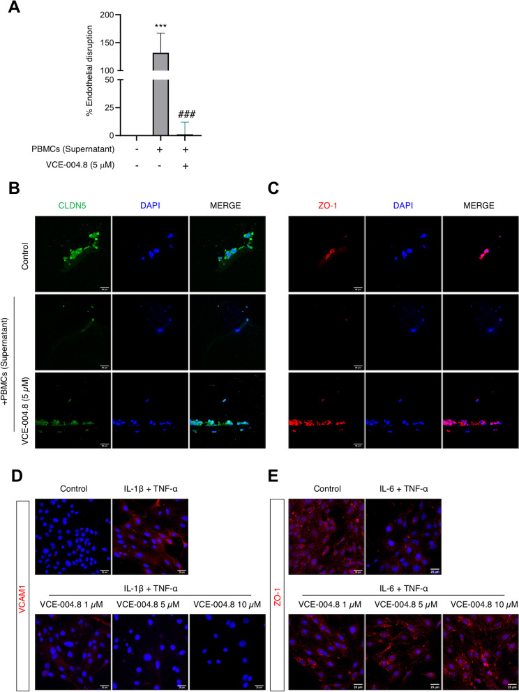 VCE-004.8 prevents BBB disruption in vitro. A VCE-004.8 treatment protected against endothelial disruption promoted by PBMCs supernatant in the bEnd5 cell line. Data represent the mean ± SD (n = 3) and significance determined by one-way ANOVA followed by Tukey’s test. p = 0.0007; ***p < 0.001 for PBMCs supernatant-treated cells vs control; p = 0.0007; ###p < 0.001 for VCE-004.8-treated cells vs PBMCs supernatant-treated cells. B, C Representative fluorescence images of bEnd5 cells cultured in Transwell filters from the TEER assay stained for CLDN5 and ZO-1 tight junction proteins. A representative image of three independent experiments is shown (n = 3). Scale bars equivalent to 25 μm. Representative images of immunostaining of VCAM1 (D) and ZO-1 (E) expression in cultured bEnd5 cells stimulated during 24 h with proinflammatory cytokines. Cells were counterstained with DAPI to identify nuclei. A representative image of three independent experiments is shown. Scale bars equivalent to 25 μm