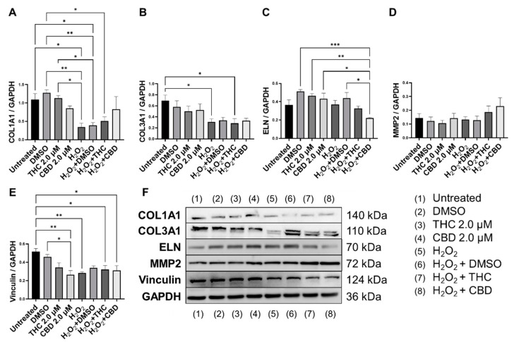 Effects of phytocannabinoids on extracellular matrix proteins in CCD-1064Sk human dermal fibroblasts (PDL 24). Relative densitometry was presented as a ratio of the target protein relative to GAPDH for expression of (A) COL1A1, (B) COL3A1, (C) ELN, (D) MMP2, and (E) Vinculin, (F) representative images blots with each protein detected. Original membranes can be seen in Figures S5–S10. Data were analyzed with an ANOVA test followed by Tukey’s post-hoc multiple comparison test. Bars represent mean ± SEM, n = 3. Significance is indicated using the following scale: * p < 0.05, ** p < 0.01, *** p < 0.001. CBD, cannabidiol; DMSO, dimethyl sulfoxide (vehicle); THC, delta-9-tetrahydrocannabinol.