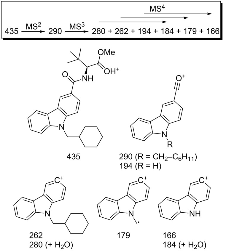 ESI-MSn pattern of 3 (m/z values) with probable fragment ion structures.