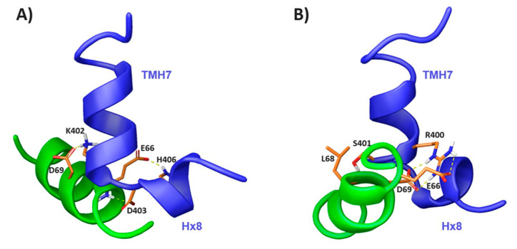 CB1391-409/β-arr163-76 complex models in TFE (A) and DPC (B). Main interacting residues are displayed in orange and yellow dashed lines represent hydrogen bonds.