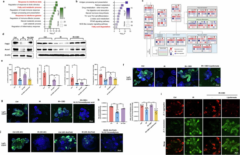 mRNA sequencing identified the essential role of Fatp2 and Acox1 in mediating ISCs regeneration upon IR exposure.a, b Enrichment results of biological processes (a) and KEGG pathways (b) based on the DEGs. Darker colors indicate higher enrichment levels and larger squares indicate a greater number of DEGs in that term. c The classification of DEGs involved in lipid metabolism. Each square represents a gene, and the heat maps, from top to bottom, represent the expression levels. d Protein levels of Fatp2 and Acox1 were detected with a western blot assay. e The levels of FAs including γ-linolenic acid, α-linolenic acid, cis-9-palmitoleic acid and EPA detected by GC–MS. f, g The radioprotective effect of CBD on ISCs (Lgr5+) was counteracted by Fatp2 inhibitor lipofermata (f) or Acox1 inhibitor 10,12-Tricosadiynoic acid (g). h, i The FAO rates of intestinal crypts (h) and mitochondrial membrane potential of intestinal organoids (i) were detected. j The overexpression of Slc27a2 in organoids alleviated ISCs loss, while 10,12-tricosadiynoic acid treatment abolished this effect. The results are expressed as the mean ± s.d. *P < 0.05, **P < 0.01 and ***P< 0.001. OE overexpressing.