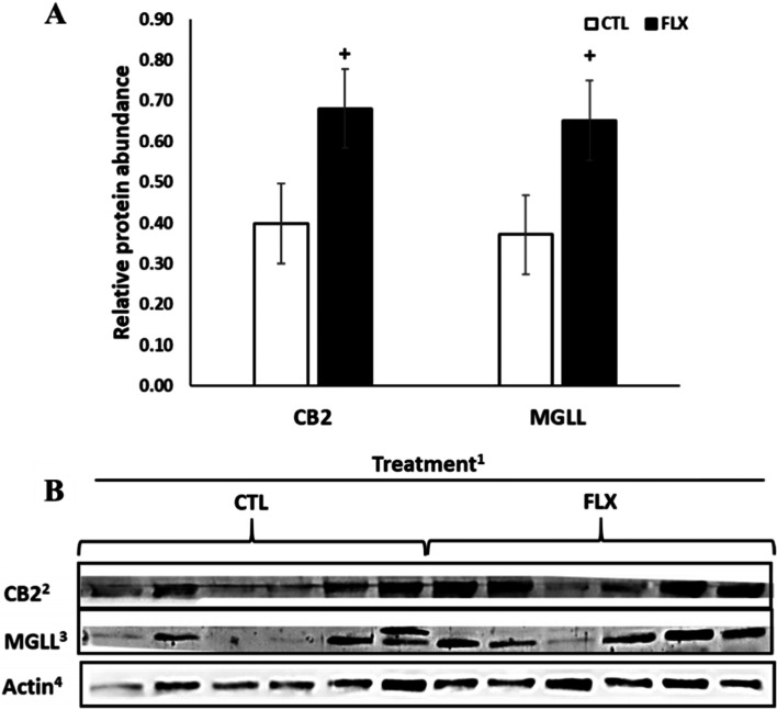 Adipose tissue relative protein abundance of ECS-related proteins of PP dairy cows supplemented with n-3 fatty acids. +P ≤ 0.10. Dairy cows were divided into two nutritional regiment groups from −21 to 60 days PP; 1) Control group (CTL)—a standard Israeli diet, 2) FLX—a standard diet supplemented with flaxseed oil containing n-3. 2Cannabinoid receptor 2; 3Monoglyceride lipase; 4β-Actin which was used as reference protein. n = 6 per treatment