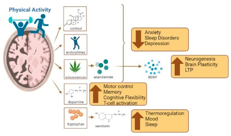 The benefits of exercise and its influence on brain functions such as anxiety, sleep, mood regulation, cognition, and inflammation. Created using Biorender.com (accessed on 4 August 2023).