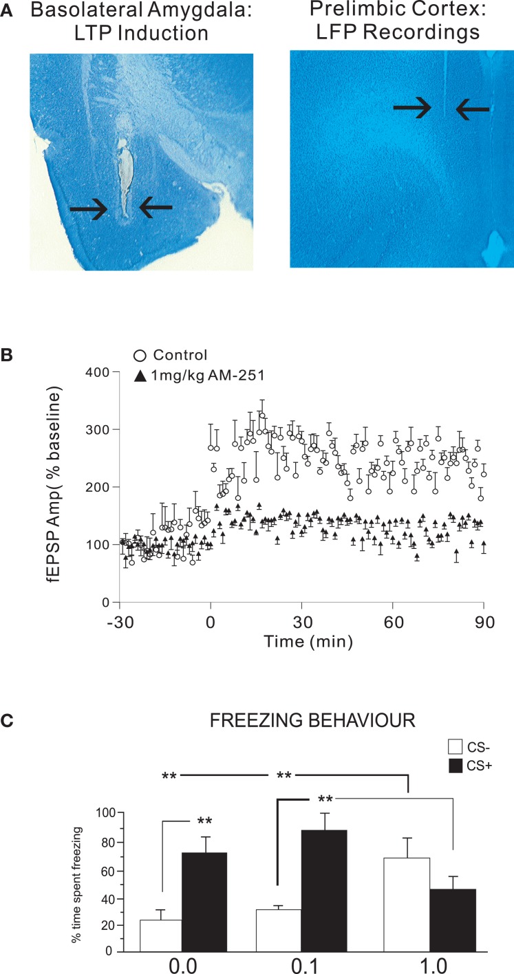 Cannabinoid transmission controls synaptic plasticity and fear memory formation in the BLA → PFC pathway. Effects of systemic AM-251 pre-treatment on the induction of in vivo LTP along the BLA → PLC pathway. (A) Using an in vivo LTP induction protocol in rats, we recorded local field potentials in the PLC following the induction of LTP following tetanic, electrical stimulation of the BLA. (B) Group data comparing excitatory post-synaptic potential (EPSP) amplitudes from animals receiving systemic injections of the CB1 receptor antagonist, AM 251 (1.0 mg/kg; i.p.) vs. saline vehicle controls. AM 251 pre-treatment completely prevented the induction of LTP along the BLA → PLC pathway. (C) Remarkably, this same dose of systemic AM 251 (1.0 mg/kg; i.p.) completely blocked the acquisition of fear memory in awake, behaving rats, as measured by freezing behaviors following presentations of fear-associated olfactory cues; **p < 0.01; *p < 0.05.