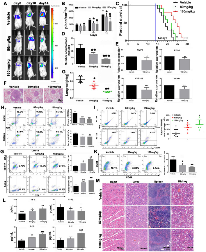 THC regulates tumor immune microenvironment by CYP1A1/NF-κB/PD-L1 axis to inhibit tumor growth in 4T1-bearing mice. A Bioluminescence images of mice bearing a pulmonary metastasis model of 4T1-luciferase cells after different treatments at determined time points (6, 10, or 14 days). B Quantitation of the bioluminescence signal in mice after different treatments at determined time points. C Survival time of 4T1-bearing mice after different treatments. D Number of nodules of lungs from different treated groups. E Lung tissues of lung metastases mice were taken for PCR test to detect the changes of MMP2, NF-κB, CYP1A1 and PD-L1 genes. F H&E staining analysis of lung tissues from different treated groups. G Lung weight of the 4T1-bearing mice after different treatments. H Changes of proportion of MDSCs in 4T1 tumors after different treatments. I Effect of THC on the number of M1 and M2 macrophages in tumor tissue. J Changes of proportion of CD4 + and CD8 + T cells in 4T1 tumors after different treatments. K The number of tumor stem cell-like cells (CD44+ CD24−) in tumor tissues of mice after THC administration. L Detection of tumor immune-related cytokines. M H&E staining was used to analyze the pathological changes of the heart, liver, spleen, lung and kidney in each group after THC administration. Bars represent means ± SD of at least 3 independent experiments; *P < 0.05, **P < 0.01 and ***P < 0.001 compared with the Vehicle group
