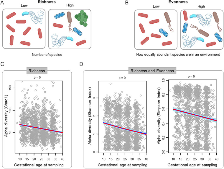 Decrease in alpha diversity of the vaginal microbiota with gestational age in women ultimately delivering at term. Graphical representation of low and high bacterial community richness (A) and evenness (B). Linear mixed-effects models illustrating decreases of bacterial community richness (C) and richness coupled with evenness (D) over the course of gestation. Each dot corresponds to one sample. The red line represents the linear fit using linear mixed-effects models. The dark blue line represents the model fit, and light blue areas define the 95% confidence intervals derived from generalized additive models with splines transformation of gestational age at sampling.