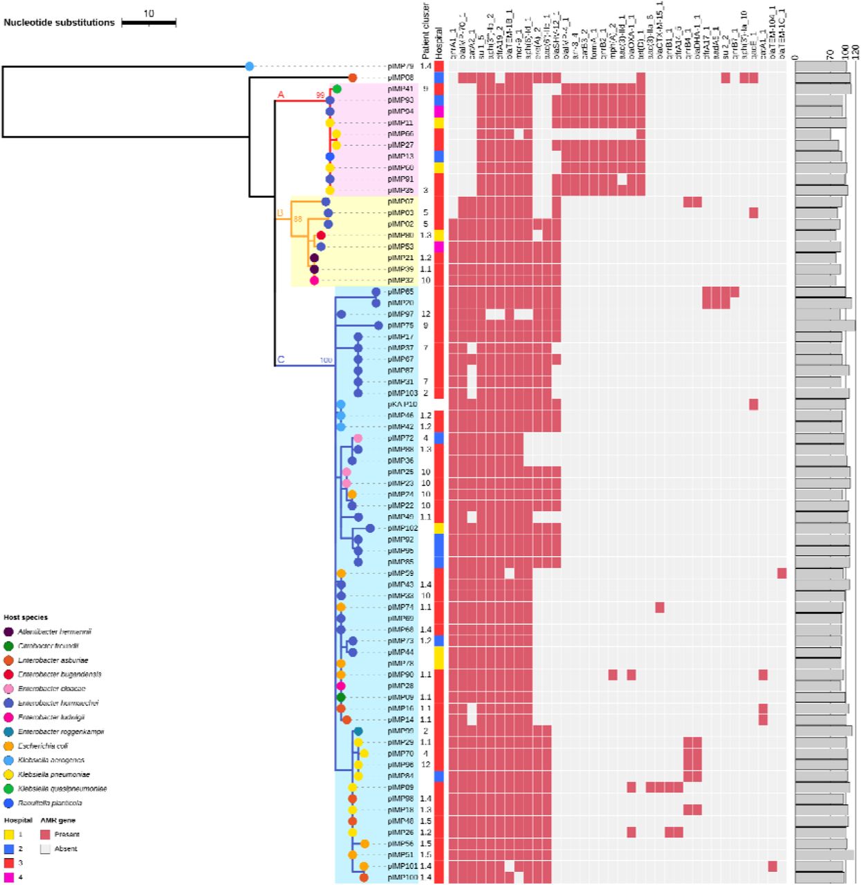 Recombination-corrected maximum-likelihood tree of 72 reconstructed IncHI2 plasmids from blaIMPCPE isolates and the reference plasmid pKA_P10.Coloured branches and shades represent plasmid lineages A, B, and C, with bootstrap values of lineage roots noted. The heat map shows presence-absence of antimicrobial resistance genes identified in plasmids, and the bar plot shows relative lengths (%) of the reconstructed plasmids compared to that of the reference plasmid pKA_P10. This tree is rooted on the outgroup pIMP79, which was deemed an outgroup according to its phylogenetic distances to other IncHI2 plasmids and by the BactDating root-to-tip analysis (Supplementary Figure 4).
