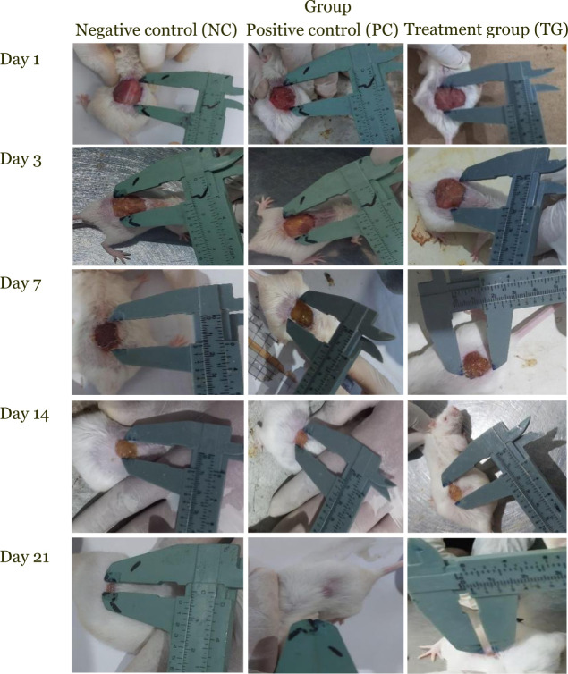 Wound size was measured on days 1, 3, 7, 14, and 21 using a caliper, indicating that hemp seed oil treatment accelerated wound healing compared to chloramphenicol ointment and normal saline.