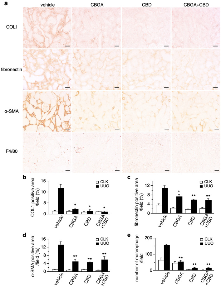 Renal fibrosis is attenuated by CBGA and CBD treatment. (a) Representative images of immunostainings for collagen type I, fibronectin, α-SMA and F4/80 from UUO kidneys treated with vehicle, CBGA, CBD and CBGA + CBD (magnification × 200). Scale bars represent 50 µm. (see also Supplementary Fig. S3 for CLK kidneys) (b–d) The average percentage of the collagen type I-positive area (b), fibronectin-positive area (c), α-SMA-positive area (d) in CLK (white bars) and UUO kidneys (black bars) with vehicle treatment, CBGA, CBD and CBGA + CBD treatment. The intensity of staining in the interstitium was computed using ImageJ software in 10 representative non-overlapping slides. (e) F4/80 antibody was used to detect macrophage on immunostaining, F4/80-positive cells in interstitium were counted as number of macrophages. *p < 0.05, **p < 0.01 vs. UUO kidneys treated with vehicle group.