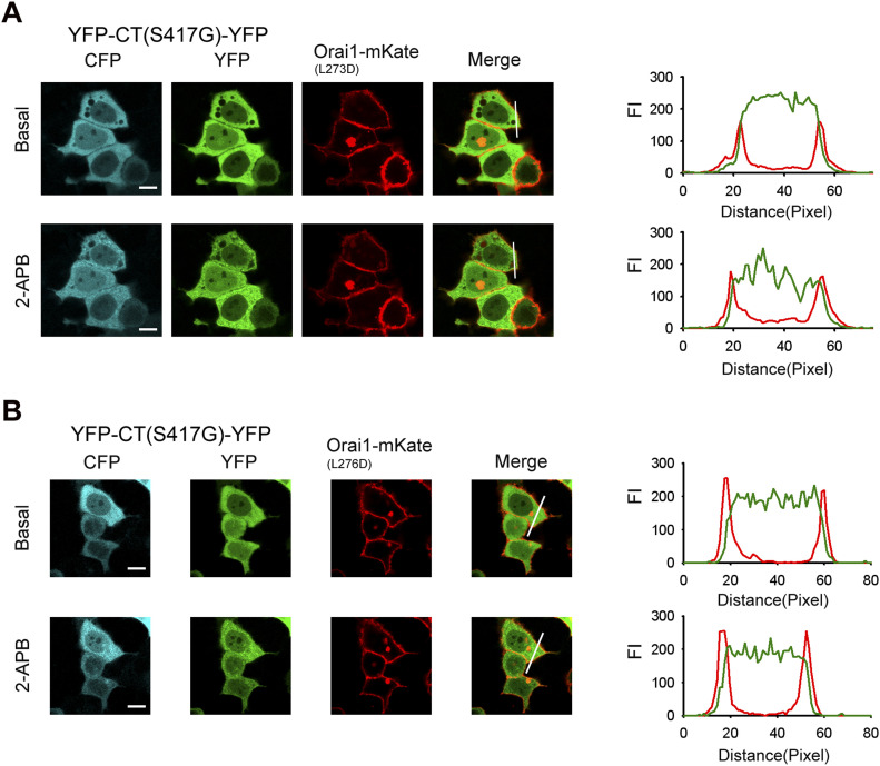 Orai1 L273D or L276D mutant show disrupted 2-APB–induced association with the STIM1 C-terminus mutant (S417G).(A) YFP-CT (S417G)-CFP coexpressed with Orai1-L273D-mKate in HeLa cells failed to redistribute from the cytoplasm to the PM in the presence of 50 μM 2-APB. Line-scan intensity plots depicting the distribution of YFP-CT (S417G)-CFP (green line) and Orai1-L273D-mKate (red line) between the cytosol and PM, as indicated by the solid line before (upper panel) and 5 min after (lower panel) application of 50 μM 2-APB. (B) 2-APB failed to induce redistribution of YFP-CT (S417G)-CFP and its interaction with Orai1-L276D-mKate. Line-scan intensity plots depicting the redistribution of YFP-CT (S417G)-CFP (green line) and Orai1-L276D-mKate (red line) between the cytosol and PM, as indicated by the solid line before (upper panel) and 5 min after (lower panel) application of 50 μM 2-APB. Bar = 10 μm.