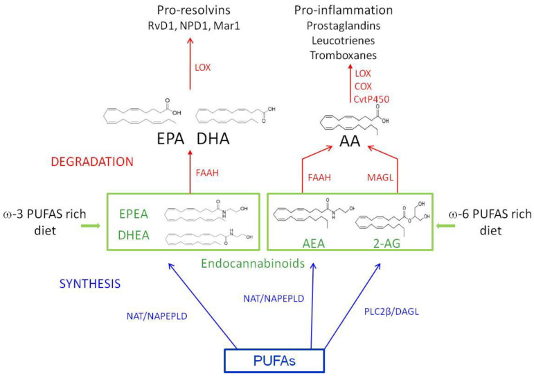 A schematic representation of the metabolic/hydrolyzing pathways linking ω-3 and ω-6, endocannabinoids, and inflammatory mediators. The syntheses of DHEA and EPEA, and AEA from ω-3 and ω-6 PUFAs respectively, requires the activity of N-acetyltransferase (NAT) followed by N-acyl phosphatidylethanolamine-specific phospholipase D (NAPEPLD). The synthesis of 2-AG from ω-6 PUFAs requires the subsequent activity of phospholipase Cβ (PLCâ) and diacylglycerol lipase (DAGL). The hydrolysis of the endocannabinoids requires the activity of the fatty acid amide hydrolase (FAAH) and monoacylglycerol lipase (MAGL). The activity of lipoxygenases (LOX), cyclooxygenase (COX), and cytochrome P450 enzymes (CyP450) drives the production of inflammation mediators. AA: arachidonic acid; AEA: anandamide; 2-AG: 2-arachinonoylglycerol; DHA: docosahexaenoic acid; DHEA: N-docosahexaenoyl ethanolamine; EPA: eicosapentaenoic acid; EPEA: N-eicosapentanoyl ethanolamine; Mar1: maresin 1; NPD1: neuroprotectin D1; PUFA: polyunsaturated fatty acid; RvD1: resolvin D1.