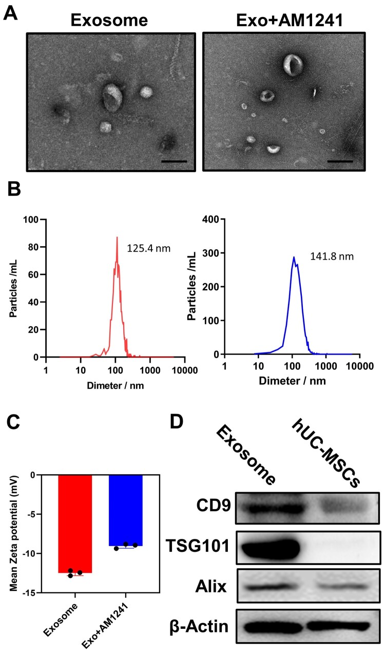 Characterization of hUC-MSC cells derived Exosome (Exo) and Exosomes loaded AM1241(Exo + AM1241). (A) Representative TEM images of hUC-MSC cells derived Exosome and Exo + AM1241. (B) Particle size of Exosome and Exo + AM1241. (C) Zeta potential of Exosomes/ Loaded AM1241. (D) Representative Immunoblots of Protein Markers CD9, TSG101, and Alix in MSC Cells and Derived Exosomes.