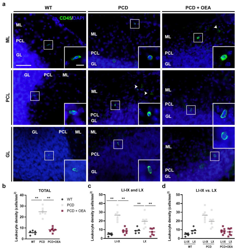 Effect of OEA on the overall leukocyte density and their distribution per lobe in the cerebellum. (a) Micrographs of CD45high-labeled leukocytes (green) with a clear rounded or rod-like morphology, distributed in the different layers of the cerebellum of WT, PCD, and OEA-treated PCD mice at P30; nuclei are stained with DAPI (blue); white arrows point out microglia with a clear distinguishable morphology. (b–d) Quantification of overall leukocyte density in the total cerebellar vermis (b) and per lobe (c,d). Note that the increased leukocyte density observed in untreated PCD mice was prevented in those animals treated with OEA, showing similar values to those of WT. n = 5–7 animals per experimental group. One-way ANOVA followed by Bonferroni’s post hoc test for (b,c); and Student’s t-test for (d). ** p < 0.01 (specific p-values for multiple comparisons in Table 4). Scale bar: 20 µm, 5 µm (zoom inset). GL, granular layer; ML, molecular layer; PCL, Purkinje cell layer. Adapted from [47].