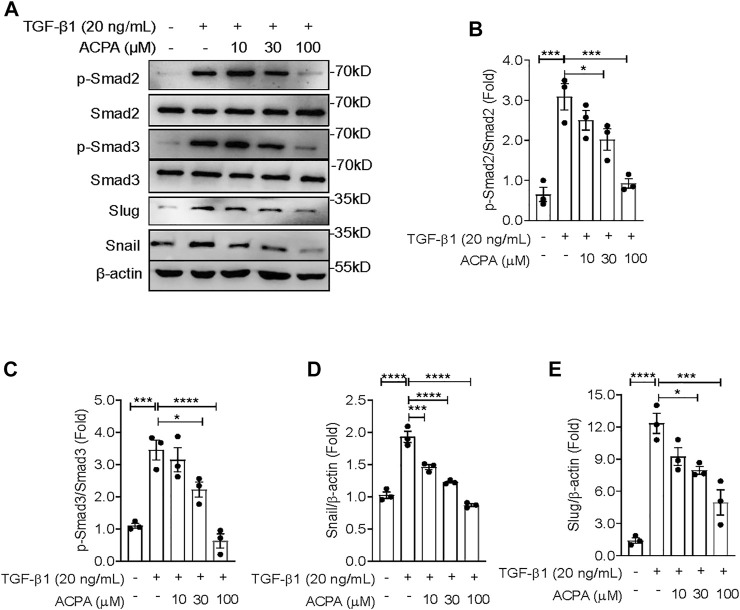 ACPA downregulated the activation of TGF-β-Smad2/3 signaling and the expression of downstream effectors snail and slug in TGF-β1-stimulated lung fibroblasts. (A) Western blots for p-Smad2, Smad2, p-Smad3, Smad3, slug, and snail in TGF-β1-challenged lung fibroblasts. Primary mouse lung fibroblasts were treated with vehicle or ACPA (10, 30, 100 μM) followed by TGF-β1 stimulation for 24 h. Quantification of p-Smad2 to Smad2 (B), p-Smad3 to Smad3 (C), snail (D), and slug (E) bands normalized to β-actin was pooled from three independent experiments. Data are represented as mean ± SEM. *p < 0.05, **p < 0.01, and ***p < 0.001.