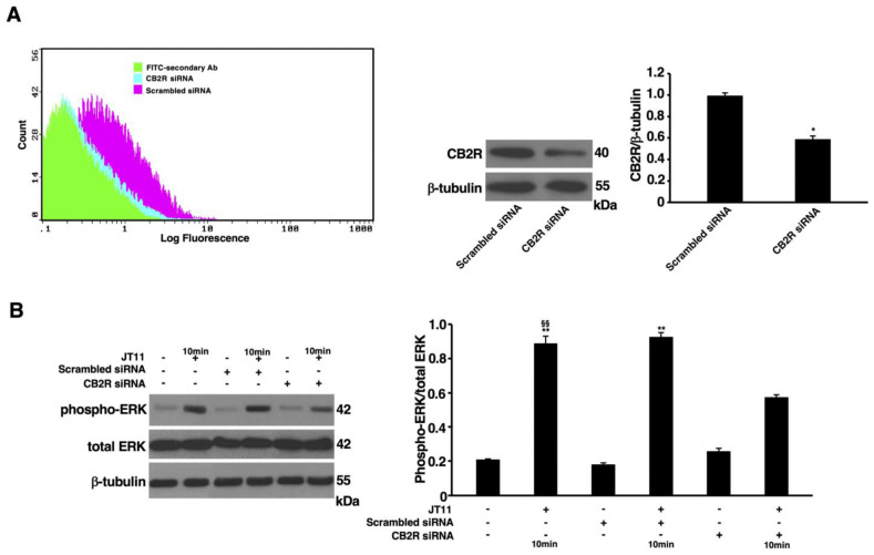 JT11 induces ERK1/2 phosphorylation through a CB2R-dependent mechanism in Jurkat cells. Jurkat cells were transfected with CB2R siRNA or with Scrambled siRNA, and after they were treated with 2 μM JT11 for 10 min. Evaluation of CB2R expression after 72 h siRNA transfection, where a scrambled siRNA was used as control, by flow cytometric analysis ((A), left panel) and Western blot analysis. Densitometric CB2R/β-tubulin ratio is shown. Data are reported as mean ± SD from three independent experiments. * p < 0.01 vs. scrambled siRNA ((A), right panel). ((B), left panel) Western blot analysis of the activation (phosphorylation) of extracellular signal-regulated kinase (ERK)1/2. The protein extracts were separated by SDS-PAGE and analyzed using anti-phospho-ERK1/2 and anti-ERK1/2 Abs. The loading control was evaluated using anti-β-tubulin Ab. ((B), right panel) Densitometric phosphorylated ERK1/2/total ERK1/2 ratio is shown. Data are reported as mean ± SD from three independent experiments. ** p < 0.001 vs. vehicle; §§ p < 0.001 vs. treated, transfected, cells.