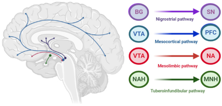 Pathways of dopaminergic neurotransmission. Note: VTA—ventral tegmental area; PFC—prefrontal cortex; NA—nucleus accumbens: SN—substance nigra; BG—basal ganglia (striatum); NAH—nucleus arcuatus (hypothalamus); MNH—middle nucleus (hypothalamus).