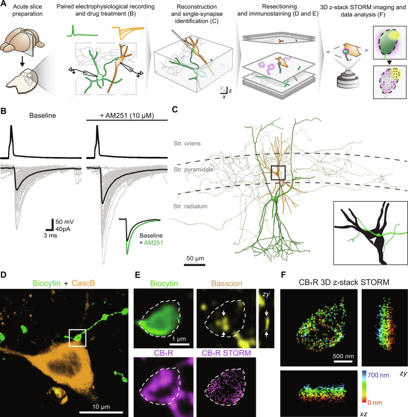 Correlated electrophysiological, anatomical, and nanoscale molecular analysis of unitary CB1BC-PC synapses.(A) Schematic workflow of the experimental procedure. (B) Example traces of paired recording reveals baseline properties of synaptic transmission and tonic cannabinoid signaling. (C) Morphological reconstruction of the recorded CB1BC (biocytin, green) and PC (CascB, orange). (D) Confocal microscopical image of single identified synaptic connection between recorded cells (arrowhead). (E) Boxed region in (D) is shown at higher magnification after immunostaining. Correlated confocal and STORM super-resolution imaging of the biocytin-filled axon terminal (green) was used to identify the presynaptic active zone (arrows) by bassoon-immunolabeling (yellow) and was exploited to quantify the nanoscale distribution of CB1Rs (magenta). Arrows on zy view of bassoon channel indicate slice plane as well. (F) 3D z-stack STORM of the identified CB1R-positive axon terminal.