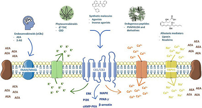 The endocannabinoid system (ECS) is composed of lipid endocannabinoids (eCBs), allosteric (lipoxins and resolvins) and peptide (hemopressin derivatives) mediators, their receptors (the cannabinoid type 1 (CB1) and type 2 (CB2), which are activated by phyto- (THC, CBD, and possibly many others) and synthetic cannabinoids (represented by WIN55,212-2, a mixed agonist), metabolic enzymes (FAAH and MAGL, and others) and membrane transporters. Upon activation, CB1 and CB2 signal through fast (Ca2+ and K+ currents) and/or slow pathways, as cyclic AMP-protein kinase A (cAMP-PKA), ıextracellular signal-regulated (ERK), beta-arrestin, mitogen-activated protein kinase (MAPK) and PI3K; in addition, gene transcription is also turned on by nuclear receptors (PPARγ and others).