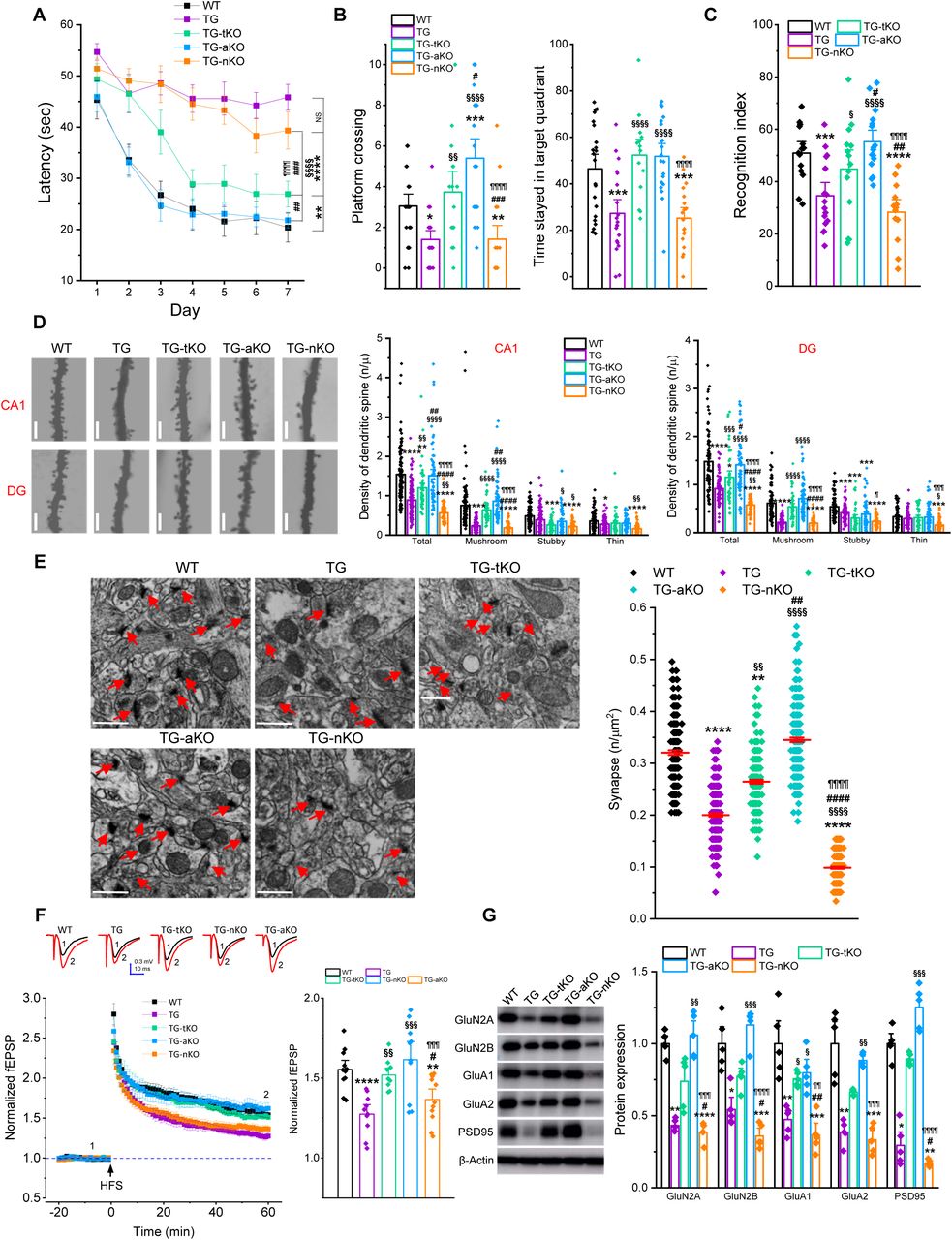 Inactivation of astrocytic MAGL prevents synaptic and cognitive deterioration in 5xFAD TG mice. (A) Spatial learning and memory were assessed using the Morris water maze (MWM) test in 6-month-old WT, TG, TG-tKO, TG-aKO, and TG-nKO mice. Data are presented as mean ± SEM. **P<0.01, ****P<0.0001 vs WT; §§§§P<0.0001 vs TG; ###P<0.001 vs TG-tKO; ¶¶¶¶P<0.0001 compared with TG-aKO (Repeated measures ANOVA, n=15∼20 animals/group). (B) The probe test was conducted 24 hours following 7 days of hidden platform training. Data are presented as mean ± SEM. *P<0.05, **P<0.01, ***P<0.001 vs WT; §§P<0.01, §§§P<0.001 vs TG; #P<0.05. ##P<0.01 vs TG-tKO; ¶¶¶¶P<0.0001 vs TG-aKO (ANOVA with Bonferroni post-hoc test). (C) Novel object recognition (NOR) test in WT and TG cohorts with mgll deletion. Data are presented as mean ± SEM. ***P<0.001, ****P<0.0001 vs WT; §P<0.01, §§§§P<0.0001 vs TG; #P<0.05. ##P<0.001 vs TG-tKO; ¶¶¶¶P<0.0001 vs TG-aKO (ANOVA with Bonferroni post-hoc test, n=13∼16 animals/group). (D) Golgi staining of dendritic spines in hippocampal CA1 pyramidal neurons and dentate gyrus granule neurons. Data are presented as mean ± SEM. *P<0.05, **P<0.01, ***P<0.001, ****P<0.0001 vs WT; §P<0.05, §§P<0.01, §§§P<0.001, §§§§P<0.0001 vs TG; #P<0.05. ##P<0.01, ####P<0.01 vs TG-tKO; ¶P<0.05, ¶¶¶P<0.001, ¶¶¶¶P<0.0001 vs TG-aKO (ANOVA with Bonferroni post-hoc test). (E) Transmission electron microscopy (TEM) images of hippocampal sections from WT, TG, TG-tKO, TG-aKO, and TG-nKO mice. Data are mean ± SEM. **P<0.01, ****P<0.0001 vs WT; §§P<0.01, §§§§P<0.0001 vs TG; ##P<0.01, ####P<0.01 vs TG-tKO; ¶¶¶¶P<0.0001 vs TG-aKO (ANOVA with Bonferroni post-hoc test, n=5 animals/group). (F) Lon-term potentiation (LTP) recorded at hippocampal CA3-CA1 synapses. Data are presented as mean ± SEM. **P<0.01, ****P<0.0001 vs WT; §§P<0.01, §§§P<0.001 vs TG; #P<0.05 vs TG-tKO; ¶¶¶P<0.001 vs TG-aKO (ANOVA with Bonferroni post-hoc test, n=5∼6 animals/group). (G) Immunoblot analysis of hippocampal expression of glutamate receptor subunits and postsynaptic density protein 95 (PSD-95). Data are presented as mean ± SEM. **P<0.01, ***P<0.001, ****P<0.0001 vs; §P<0.05, §§P<0.01, §§§P<0.001 vs TG; #P<0.05, ##P<0.01 vs TG-tKO; ¶¶¶P<0.001 vs TG-aKO (Kruskal-Wallis test with Dunn’s post hoc test for multiple comparisons, n=5 animals/group).