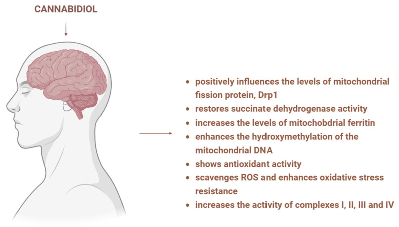 Mechanisms underlying CBD’s effects in neuronal pathology. CBD influences mitochondrial fission proteins, restores enzyme activity, increases mitochondrial ferritin level, induces epigenetic modifications, scavenges ROS and increases the activity of electron transport chain complexes. Image created with the help of BioRender.com.