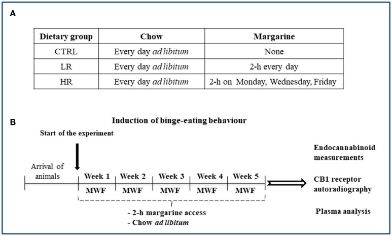 Schematic representation of the experimental timeline: (A) Dietary groups; (B) Induction of binge eating behavior.