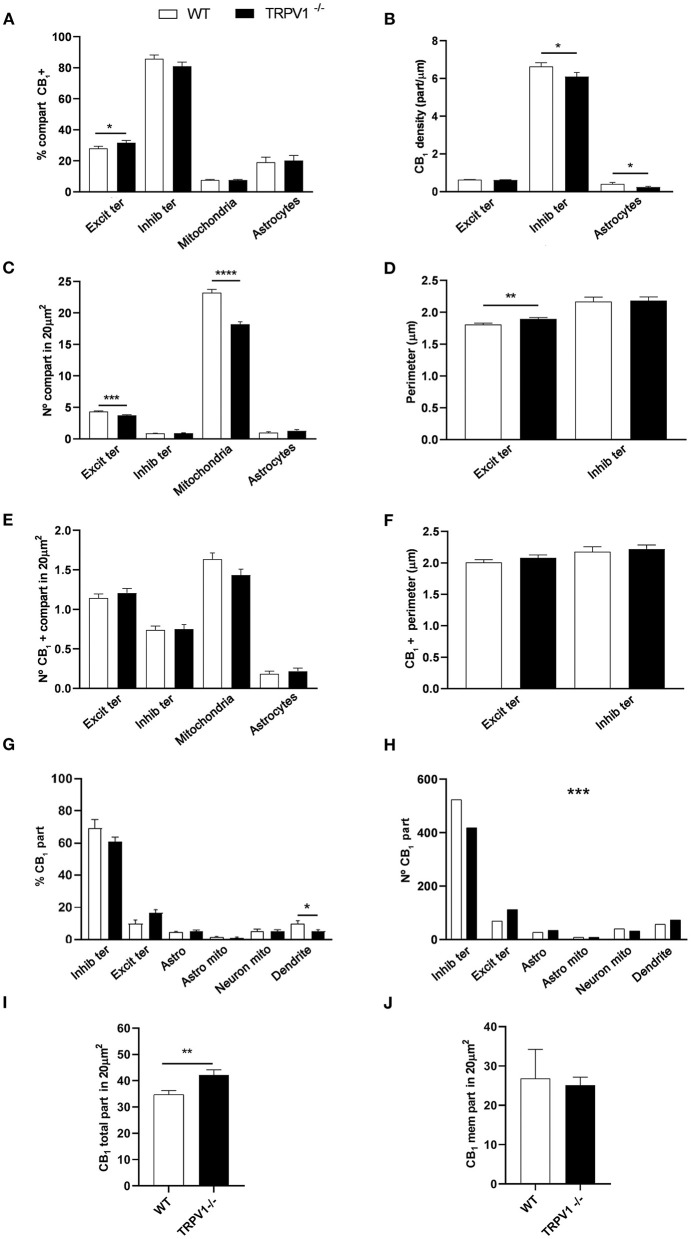 Statistical assessment of CB1R labeling in several subcellular compartments in the outer 2/3 ML of WT and TRPV1−/− mice. (A) Percentage of CB1R positive excitatory and inhibitory terminals, mitochondria, and astrocytes. (B) Density of CB1R (particles/μm). (C) Number of excitatory and inhibitory terminals, mitochondria, and astrocytes in 20 μm2. (D) Perimeter (μm) of synaptic terminals. (E) Number of CB1R positive excitatory and inhibitory terminals, mitochondria, and astrocytes in 20 μm2. (F) Perimeter (μm) of CB1R positive synaptic terminals. Data were analyzed by non-parametric or parametric tests (Mann–Whitney U-test or Student's t-test). (G) Proportion of CB1R labeling in excitatory and inhibitory terminals, astrocytes, mitochondria (neuronal, astroglial), and dendrites normalized to the total CB1R content. (H) Number of CB1R particles in the compartments analyzed in (G). Chi square test. (I) Total number of CB1R particles in 20 μm2. (J) Number of CB1R particles found in membranes in 20 μm2. Mann–Whitney U-test or Student's t-test. p < 0.05*; p < 0.01**; p < 0.001***; p < 0.0001****. All data are represented as mean ± S.E.M.