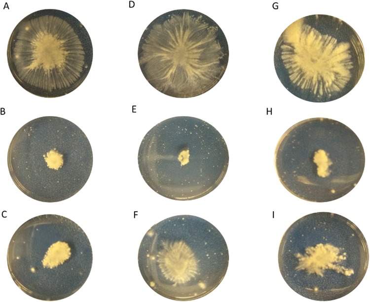 Spreading ability of MRSA in the presence of the agents. The assay was performed in a petri dish, on TSB containing 0.3% (w/v) agar-agar powder and sub-MIC of the tested compounds. The overnight culture of MRSA strains was point inoculated at the center of the agar medium and incubated for 24 h at 37 °C. Panels A, D, G-MRSA CI, MRSA 33592, MRSA 43300 untreated controls; Panels B, E, H- MRSA CI, MRSA 33592, MRSA 43300 treated with AEA at 64 µg/ml; Panels C, F, I- MRSA CI, MRSA 33592, MRSA 43300 treated with AraS at 64 µg/ml, 16 µg/ml, 32 µg/ml.