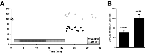 Synaptic depression requires functional CB1 receptors. (A) Time course of end-plate potential (EPP) amplitudes from two representative experiments in which the motor nerve was stimulated for 20 min at 1 Hz (indicated by the horizontal hatched bar). The experiment was performed either under control conditions (black) or in the presence of N-(piperidin-1-yl)-5-(4-iodophenyl)-1-(2,4-dichlorophenyl)-4-methyl-1H-pyrazole-3-carboxamide (AM 281) (grey). Each data point represents the amplitude of an average of eight sweeps. (B) Mean percent reduction of EPP amplitudes (from initial baseline readings) following 20 min of continuous 1-Hz stimulation of the motor nerve. Stimulation was delivered either under control conditions (n = 11) or in the presence of AM 281 (1 µm; n = 7). The mean EPP amplitudes under these two conditions are significantly different from each other (P < 0.05; Student's t-test). Baseline measurements were either made under control conditions or in the presence of AM 281, as appropriate for the experiment. Error bars represent SEM.