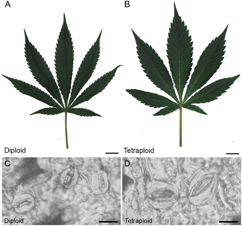 Leaf and stomata morphology. Representative images showing mature fan leaves of (A) diploid and (B) C. sativa strain 2 collected after 4 weeks of vegetative growth and 1 week under flowering lights. Scale bars, 2.5 cm. Nail polish impressions showing stomata on the abaxial surface of (C) diploid and (D) tetraploid fan leaves. Scale bars, 12 μm.