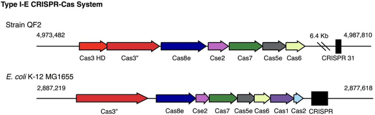 Class I, Type I-E CRISPR-Cas system encoded in the WGS of strain QF2.(top) The Type I-E CRISPR-Cas operon encoded by strain QG is located from 4,973,482 to 4,987,810 and includes seven genes. The Type I-E cascade is followed by CRISPR 31, consisting of two repeats and a single spacer. (bottom) The canonical Type I-E CRISPR-Cas system encoded in the genome of E. coli K-12 MG1655 is located from 2,887,219 to 2,877,618 and includes eight genes. The Type I-E cascade is followed by a CRISPR 31, consisting of five repeats and four spacers.