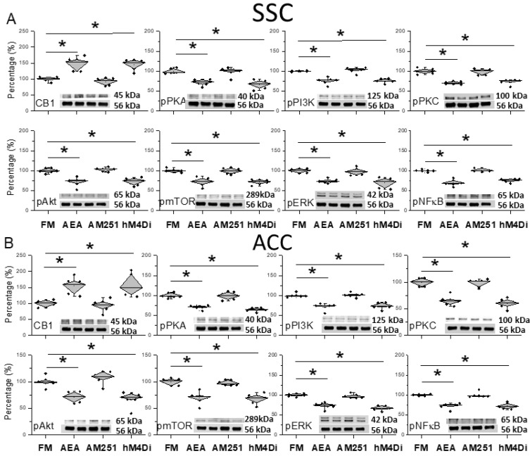 Protein levels of CB1 and related molecules in the SSC and ACC. Western blots with four lanes indicating proteins in the following groups: FM, FM + AEA, FM + EA + AM251, and FM + hM4Di. (A) CB1, pPKA, pPI3K, pPKC, pAkt, pmTOR, pERK, and pNF-kB in the SSC. (B) CB1, pPKA, pPI3K, pPKC, pAkt, pmTOR, pERK, and pNF-kB in the ACC. * Significant difference between normal and others. n = 6.