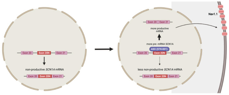 Targeting non-productive SCN1A transcript with inclusion of poison exon 20N with an antisense oligonucleotide (ASO). A naturally occurring alternative splicing event results in a nonproductive mRNA transcript of SCN1A with inclusion of poison exon 20N (Carvill and others 2018; Voskobiynyk and others 2021). An ASO (STK-001) directed against exon 20N promotes exon skipping, enhances the amount of productive mRNA, and increases the expression of sodium channel Nav1.1 protein expression (Hill and Meisler 2021; Isom and Knupp 2021). Figures were created using BioRender©.