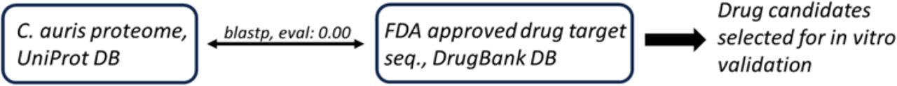 Drug repurposing strategy aided by using blastp screening procedure using C. auris protein sequences from UniProt database and DrugBank protein target sequences.