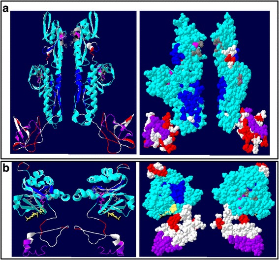 Modeling of representative CsaFLAs. a Homology model of FLA10 showing right and left views. Left: ribbon model showing secondary structures. Right: space-filled model. Both fasciclin (FAS) domains are shown in turquoise and the H1 and H2 conserved regions characteristic of FAS domains within both FAS domains are shown in blue, AGP domains are shown in red and GPI anchors are shown in purple. Conserved aliphatic amino acids (A, L and V, V) on either side of conserved LH motif (pink) and V, L and L on either side of YH motifs (pink) believed to be involved in adhesion are shown in grey whereas polar Ser is shown in green. Residues in white do not belong to any particular domain. b Homology model of FLA11 showing right and left views. Left: ribbon model showing secondary structures. Right: space-filled model. Fasciclin (FAS) domain is shown in turquoise and the H1 and H2 conserved regions characteristic of FAS domain within a single continuous FAS domain are shown in blue, AGP domains are shown in red and GPI anchors are shown in purple. Conserved aliphatic amino acids (L, V) on either side of conserved YH motif (pink) believed to be involved in adhesion are shown in grey. Conserved Asn linked to 2 N-acetyl glucosamine moieties are shown in yellow. Residues in white do not belong to any particular domain