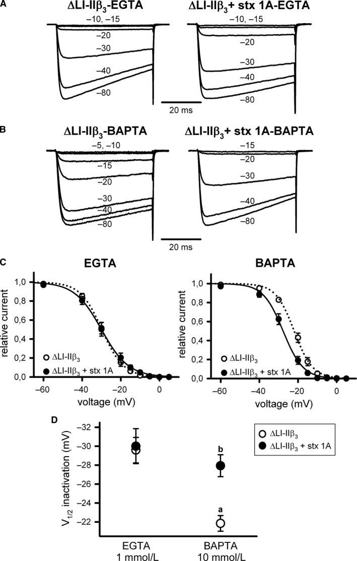 Δ451‐457 at α 1A LI‐II promotes a Ca2+‐dependent component in the steady‐state inactivation of CaV2.1 channels containing the auxiliary β 3 subunit, and it prevents syntaxin‐1A‐mediated modulation. Typical normalized Ca2+ current traces recorded at intermediate (1 mmol/L EGTA) (A) or high (10 mmol/L BAPTA) (B) intracellular Ca2+‐buffering conditions from a HEK 293 cell expressing CaV2.1 channels composed of mutant ΔLI‐II 451–457 α 1A, β 3, and α 2 δ subunits (ΔLI‐II β 3) either in the absence (left) or presence (right) of syntaxin‐1A (stx 1A). Currents were elicited by 50‐ms depolarizing steps to +20 mV applied after 30‐sec depolarizing prepulses to the shown voltages. Corresponding mean normalized steady‐state inactivation curves (C), and derived V1/2 inactivation (D) for ΔLI‐II 451–457 CaV2.1 mutant channels containing the β 3 subunit (ΔLI‐II β 3) in the absence (open circles) or presence (filled circles) of syntaxin‐1A (stx 1A), at the above indicated intracellular Ca2+‐buffering conditions. Average V1/2 inact and kinact values at intermediate Ca2+‐buffering condition (1 mmol/L EGTA) were (in mV): ΔLI‐II β 3 (open circles, n = 14) −29.58 ± 1.35 and −4.73 ± 0.16; ΔLI‐II β 3 + stx 1A (filled circles, n = 9) −30 ± 1.85 and −5.73 ± 0.35, respectively. At high Ca2+‐buffering condition (10 mmol/L BAPTA), average V1/2 inact and kinact values were (in mV): ΔLI‐II β 3 (open circles, n = 9) −21.84 ± 0.83 and −4.94 ± 0.47; ΔLI‐II β 3 + stx 1A (filled circles, n = 8) −27.94 ± 1.15 and −4.97 ± 0.33, respectively. a: P < 0.001 when compared to the intermediate Ca2+‐buffering condition (1 mmol/L EGTA); b: P < 0.05 versus the corresponding control condition (absence of syntaxin‐1A). No significant difference was found for kinact values (ANOVA P = 0.14).