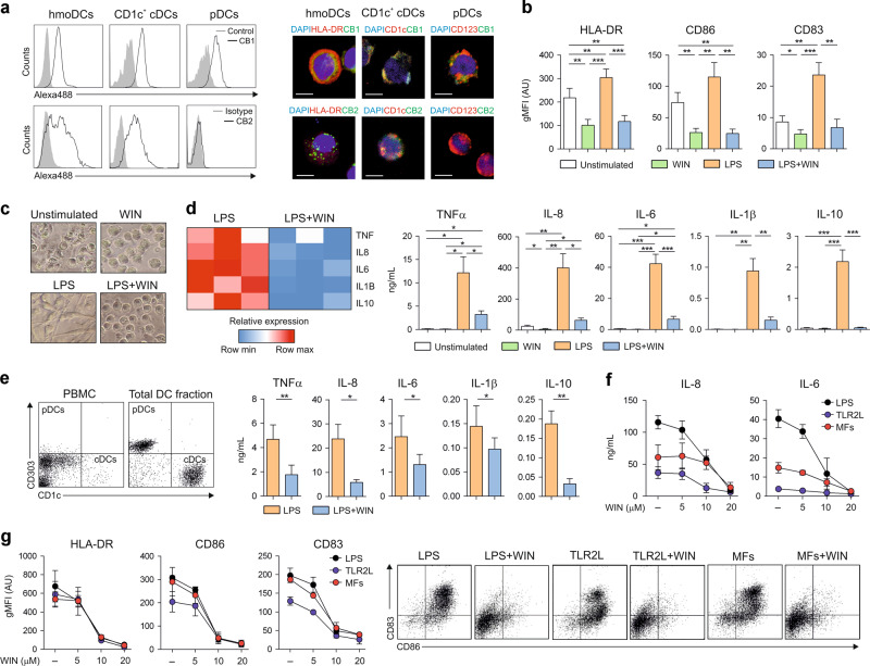 Cannabinoids promote immature and anti-inflammatory human DCs.a CB1 and CB2 expression in hmoDCs and purified human blood CD1c+ cDCs and pDCs. Representative flow cytometry histograms (left) and confocal images (right). Grey shadowed lines represent the controls and black empty lines represent CB1 or CB2 staining. DAPI (blue), HLA-DR, CD123 or CD1c (red) and CB1 or CB2 (green). White bars, 5 µm. b Geometric mean fluorescence intensity (gMFI) of surface markers after stimulation of hmoDCs with medium (unstimulated), WIN55212-2 (WIN, 10 µM), LPS (0.1 µg/mL) or LPS plus WIN55212-2 for 18 h (n = 8). c Representative images of hmoDC morphology after stimulation with the indicated stimuli. d Left, heatmap of cytokine gene expression after stimulation of hmoDCs with LPS or LPS plus WIN55212-2 for 4 h. Right, cytokine production after stimulation of hmoDCs with the indicated stimuli for 18 h (n = 8). e Left, flow cytometry representative dot plots for pDCs and cDCs in PBMCs and in the total DC fraction. Right, cytokine production after stimulation of total DCs with LPS or LPS plus WIN55212-2 for 18 h (n = 6). f Suppression of cytokine production and (g) gMFI of surface markers after stimulation of hmoDCs with LPS (0.1 µg/mL), TLR2L (25 ng/mL), and maturing factors (MFs: 25 ng/mL IL-1β and 50 ng/mL TNFα) plus different doses of WIN55212-2 for 18 h (n = 3). Representative flow cytometry dot plots for CD86 and CD83 expression are shown. Values are mean ± SEM. Statistical significance was determined using One-way Anova (b, d) or paired t test (e). *P < 0.05, **P < 0.01, ***P < 0.001.