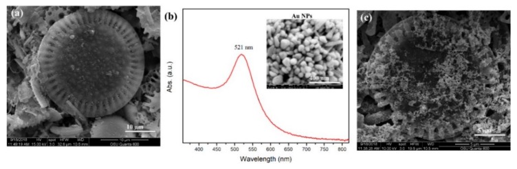 (a) The FE-SEM top-view image of diatomaceous particles. (b) The SPR spectra of as-prepared Au NPs with an inset FE-SEM image of Au NPs, and (c) the FE-SEM top-view image of Au NPs on the diatomaceous particle.