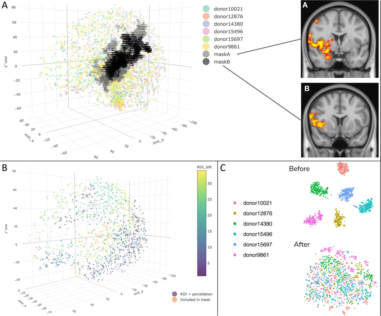 A. 3702 AHBA brain samples plotted with left-mapped brain regions that show differential responsiveness to GC pulsatility in the same three-dimensional (MNI-152) space. “Mask A” and “mask B” (black and grey dots in the 3D plot) correspond to the left-mapped versions of the brain regions that show differential responsiveness to GC pulsatility in the right hemisphere (2D images A & B). B. 1285 left cortical samples included in the differential expression analysis. Samples are colored depending on the Desikan parcellation they are mapped to (34 parcellations in total). Samples included in the mirrored fMRI mask coordinates (A and B from Figure 1) are presented in orange. C. tSNE on the 1285 included left cortical samples before (left) and after (right) applying our normalization strategy (see Methods section for details).