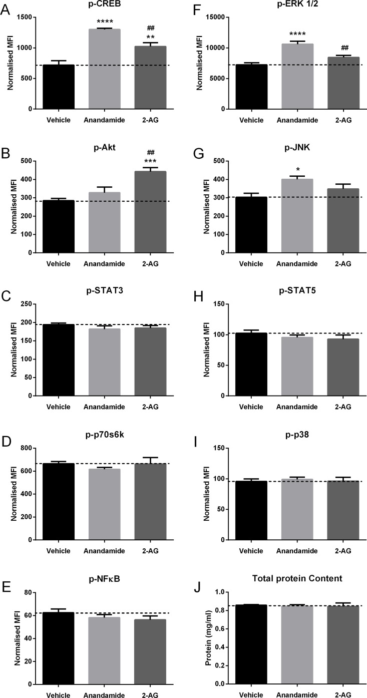 Effect of anandamide or 2-AG treatment on intracellular signalling in HOBs.Cells were grown for 24 hours in vitro, then treated with vehicle, 10μM anandamide or 10μM 2-AG for 20 minutes and multiplex analysis used to measure the level of phosphorylated (A) CREB, (B) Akt, (C) STAT3, (D) p70s6k, (E) NFκB, (F) ERK 1/2, (G) JNK, (H) STAT5 and (I) p38 expressed as mean fluorescence intensity (MFI) normalised to the (J) protein content of each sample. Data given as mean ± S.E.M., n = 6, from 1 experiment. * P<0.05, ** P<0.01, *** P<0.001, **** P<0.0001, compared to vehicle; # # P<0.01, compared to anandamide; one—way ANOVA with Tukey’s multiple comparisons test.