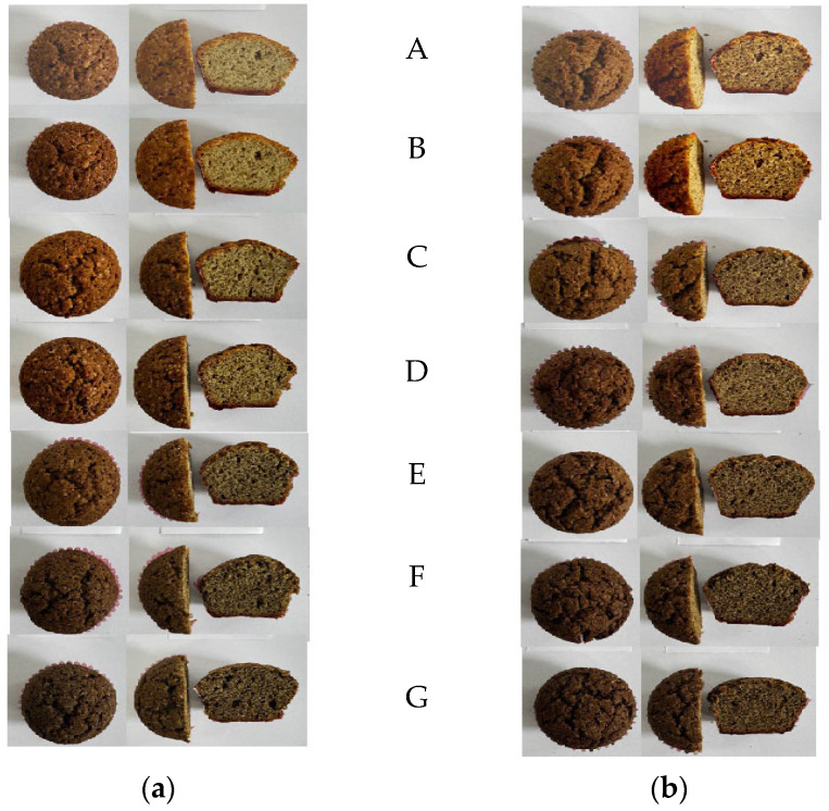 Visual appearance of muffins prepared with increasing hemp flour substitution levels. (a) wheat flour–based muffins, and (b) whole wheat flour–based muffins, each arranged by hemp flour content: (A) Control, (B) 5% hemp flour, (C) 10% hemp flour, (D) 15% hemp flour, (E) 20% hemp flour, (F) 30% hemp flour, and (G) 40% hemp flour.