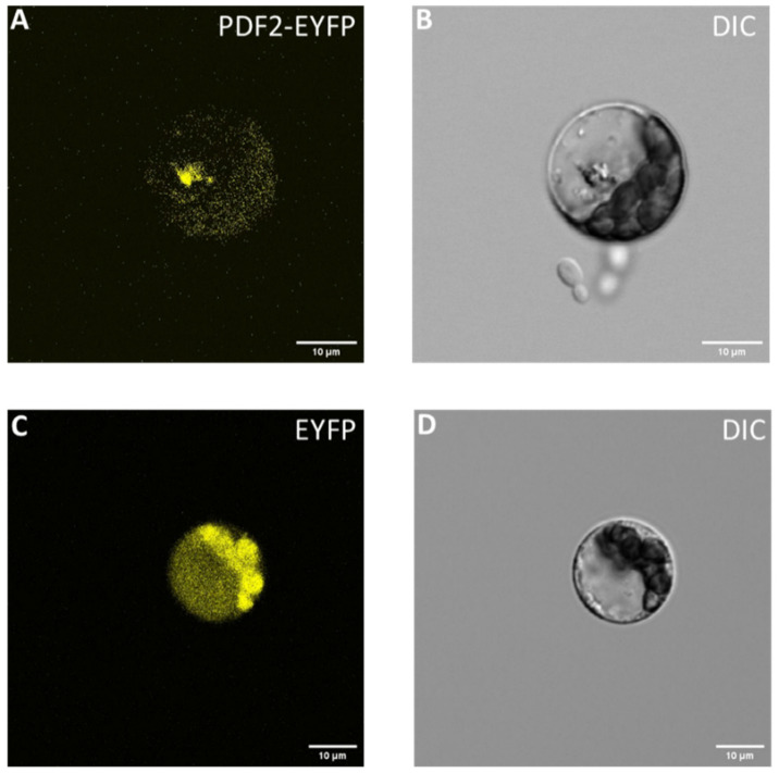 Subcellular localization of cannabis PROTODERMAL FACTOR 2 (XP_030492336.1) gene. (A) PDF2 was localized in the Arabidopsis protoplast nucleus. (B) DIC of Arabidopsis protoplast. (C) Arabidopsis protoplasts transiently transformed with pK7YWG2. (D) DIC of Arabidopsis protoplast.