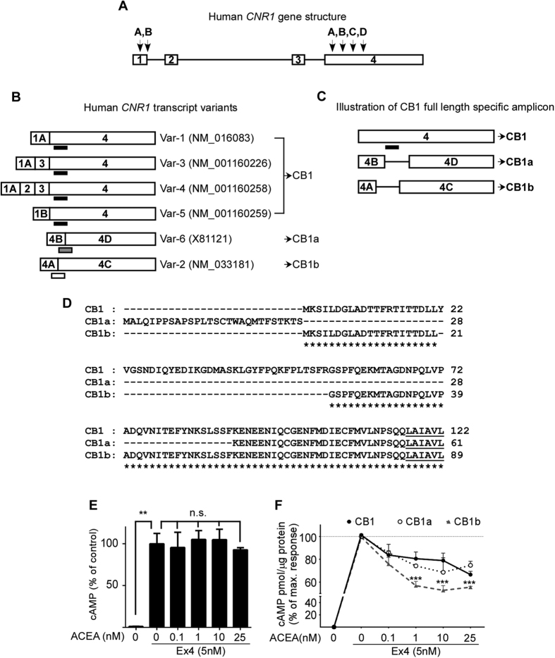 Human CNR1 Gene Splice Variants.Human CNR1 (6q15) gene structure (A) and its alternatively spliced transcript variants (B): the open bar represents the exons with exon numbers inside and horizontal lines represent the introns. Human CNR1 has splicing sites in two of its exons (A). Within exon 1 there are two splicing sites (1A and 1B) and within coding exon 4 there are four splicing sites (4A-D) indicated by arrows above the exons. Alternatively-spliced transcript variants are shown (B) and GenBank accession numbers are included in parenthesis; the corresponding protein isoforms are indicated with an arrow. CB1 receptor full length protein and N-terminal isoforms are represented by CB1, CB1a and CB1b, respectively. CB1 full length amplicons align the common deleted region in between exon 4C-4D, recognizing all full length splice variants. Each TaqMan probe recognizes the adjacent and inter-exonal spliced exons and is represented by short horizontal bars in black, grey and white for CB1, CB1a and CB1b receptors, respectively. The specific full length CB1 receptor amplicon (black bar) aligns the intra-exonal sequence between splicing sites 4B and 4C, and does not recognize the spliced variants CB1a and CB1b (C). Alignment of the protein N-terminal amino acid sequences of CB1a and CB1b with full length CB1 receptor (D). Gaps are represented by dashed lines, identical amino acids by the asterisks. The beginning of the first transmembrane domain is underlined. Increasing concentrations of ACEA did not influence on Ex4-mediated cAMP accumulation in CHO cells when the cells were not transduced with any CB1 receptor (E). Cells were pre-treated with ACEA for 20 min before addition of Ex4 for a further 15 min. **p < 0.01, n.s. = not significant compared to vehicle. Treatment with the synthetic CB1 receptor agonist ACEA attenuated Ex4-mediated cAMP accumulation in CHO-GLP-1R cells when transduced with CB1 and CB1a, and to a greater extent with CB1b (C). All values were normalized to protein concentration. Data represent mean percentage over maximum response ± SEM from at least three independent experiments. ***p ≤ 0.005 compared to CB1 full length. For cell line validation, see Supplementary Fig. S1.